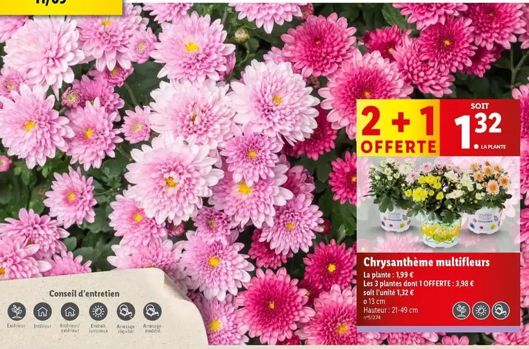 Chrysanthème Multifleurs