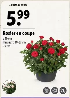 Rosier En Coupe