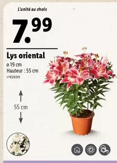 Lys Oriental