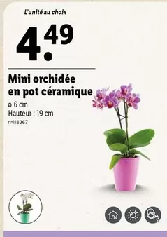 Mini Orchidée En Pot Céramique