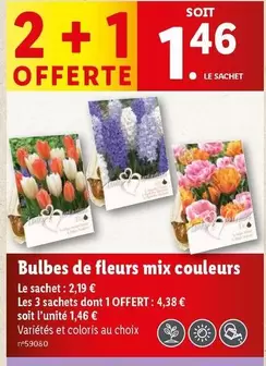 Bulbes De Fleurs Mix Couleurs