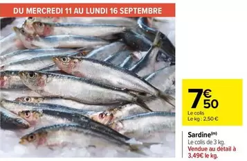 sardine