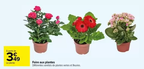 Foire Aux Plantes