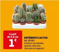 Differents Cactus