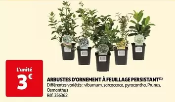 Arbustes D'Ornement À Feuillage Persistant