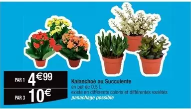 Kalanchoé Ou Succulente