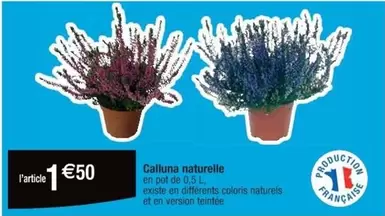 Calluna Naturelle