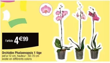 Orchidée Phalaenopsis 1 Tige