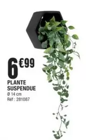 Plante Suspendue