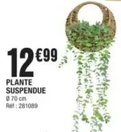 Plante Suspendue