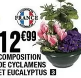 Composition De Cyclamens Et Eucalyptus