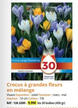 Crocus À Grandes Fleurs En Mélange offre à 9,99€ sur Magellan