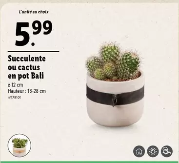 Succulente Ou Cactus En Pot Bali