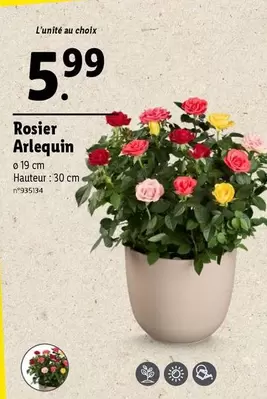 Rosier Arlequin