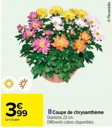 Coupe de chrysanthème