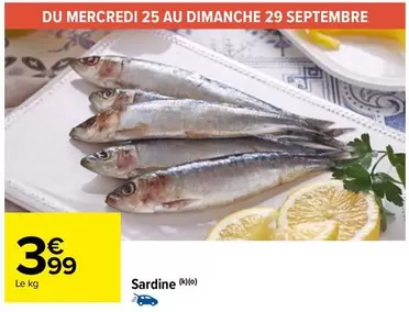 sardine