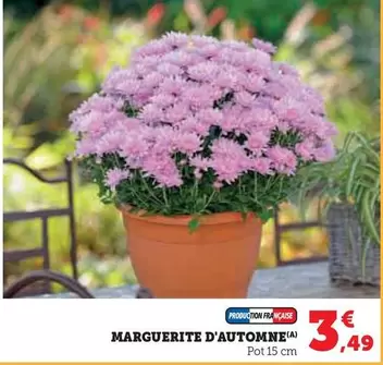 Marguerite D'Automne offre à 3,49€ sur Super U