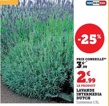 Lavande Intermedia Dutch offre à 2,99€ sur Super U