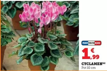 Cyclamen offre à 1,99€ sur Super U