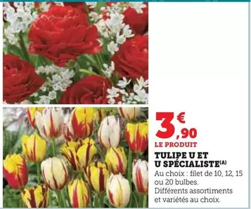 U - Tulipe  Et Spécialiste