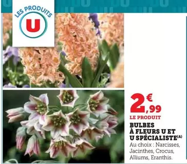 U - Bulbes À Fleurs Et Spécialiste