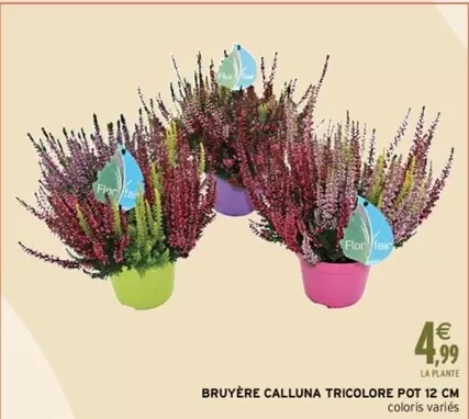 far - Bruyère Calluna Tricolore Pot 12 Cm