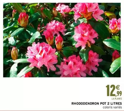 Rhododendron Pot 2 Litres