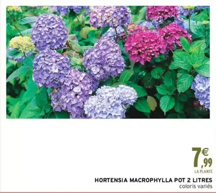 Hortensia Macrophylla Pot 2 Litres