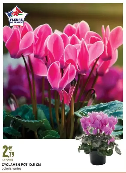 Cyclamen Pot 10.5 Cm