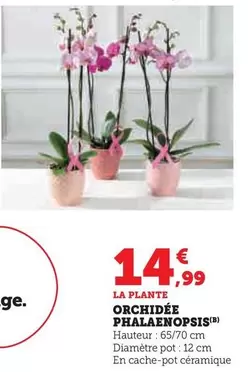 Orchidée Phalaenopsis offre à 14,99€ sur U Express