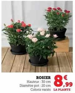 Rosier offre à 8,99€ sur U Express