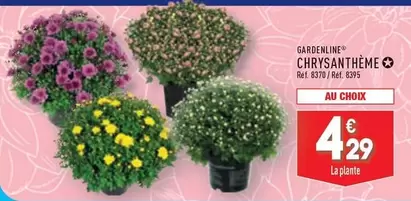 Gardenline - Chrysantheme offre à 4,29€ sur Aldi