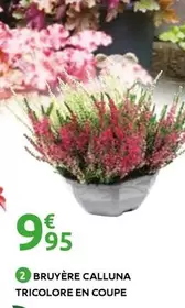 Bruyère Calluna Tricolore En Coupe offre à 9,95€ sur Mr Bricolage