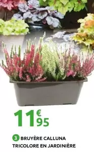 Bruyère Calluna Tricolore En Jardinière offre à 11,95€ sur Mr Bricolage