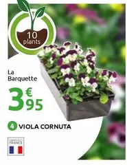 Viola Cornuta - La Barquette offre à 3,95€ sur Mr Bricolage