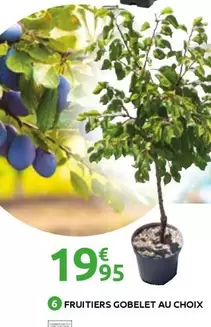 Fruitiers Gobelet Au Choix offre à 19,95€ sur Mr Bricolage