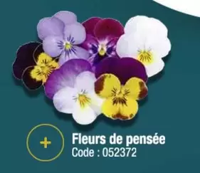 Fleurs De Pensée offre sur Promocash