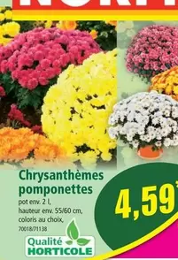 Norma - Chrysanthèmes Pomponettes offre à 4,59€ sur Norma