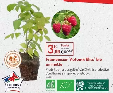 Pleine Terre - Framboisier "autom Bliss" Bio En Motte offre à 3,99€ sur Botanic