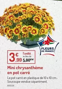 Mini Chrysanthème En Pot Carré offre à 3,99€ sur Botanic