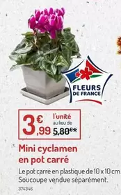 Mini Cyclamen En Pot Carré offre à 3,99€ sur Botanic