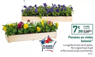 Pensées Ou Violas Botanic offre à 7,99€ sur Botanic