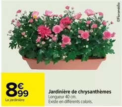 Jardinière De Chrysanthèmes