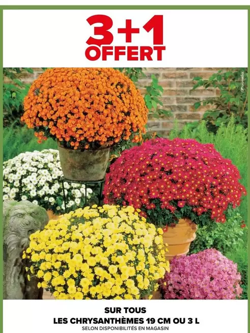 TOUS - Sur Tous Les Chrysanthèmes 19 Cm Ou 3 L