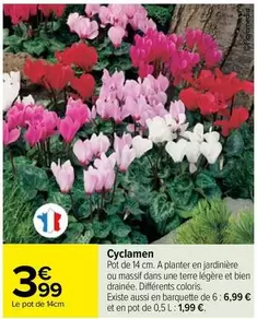 Cyclamen