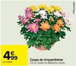 Coupe De Chrysanthème