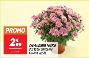 Promo - Chrysantheme Pompon Pot 15cm Unicolore