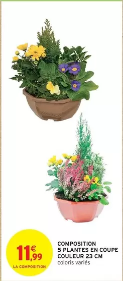 Composition 5 Plantes En Coupe Couleur 23 Cm