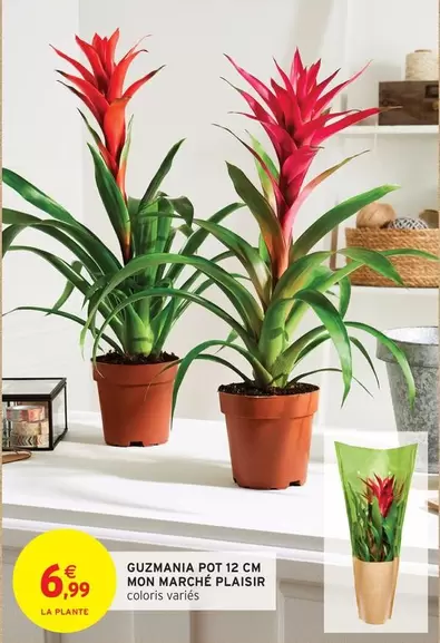 Mon - Guzmania Pot 12 Cm  Marche Plaisir