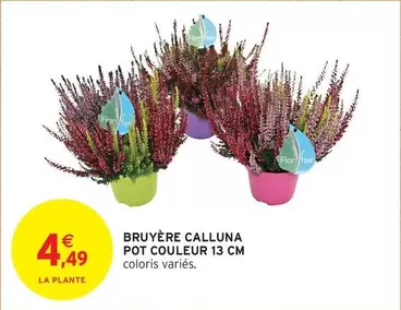 Bruyère Calluna Pot Couleur 13 Cm